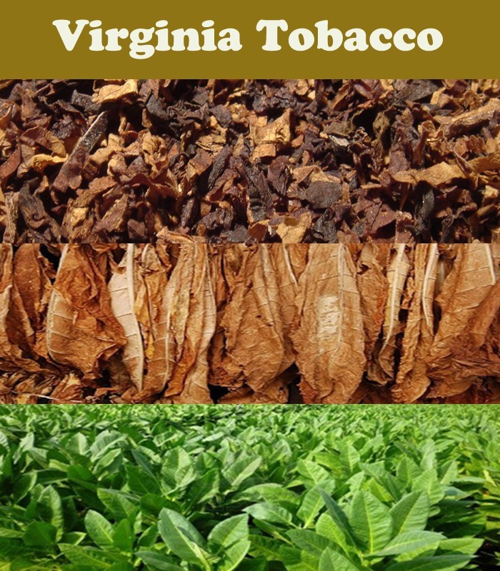 مختصری درباره توتون ویرجینیا Virginia